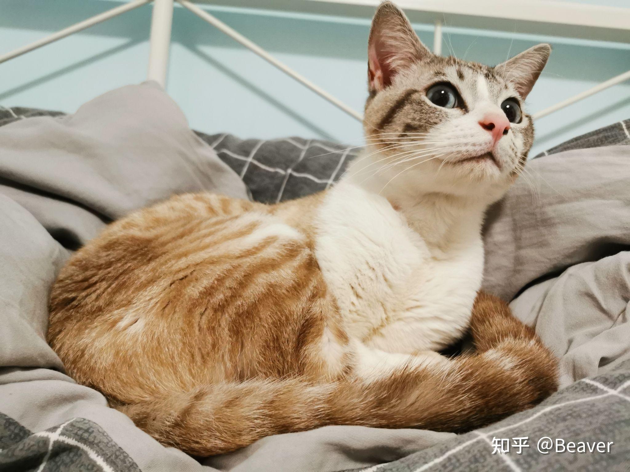 混血猫能长得多好看