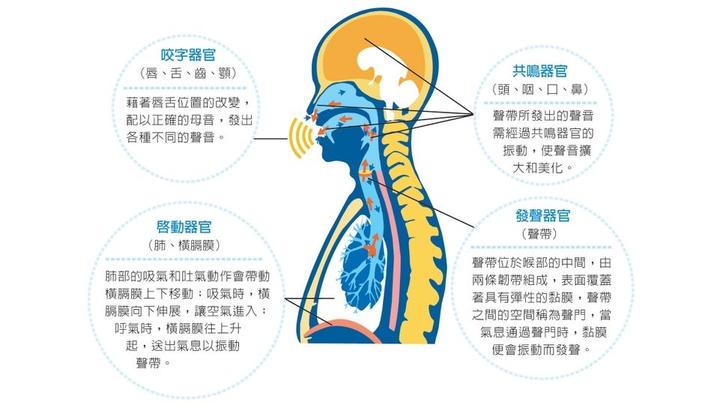 歌唱发声器官由呼吸器官、发音器官、共鸣器官和咬字器官组成 - 知乎