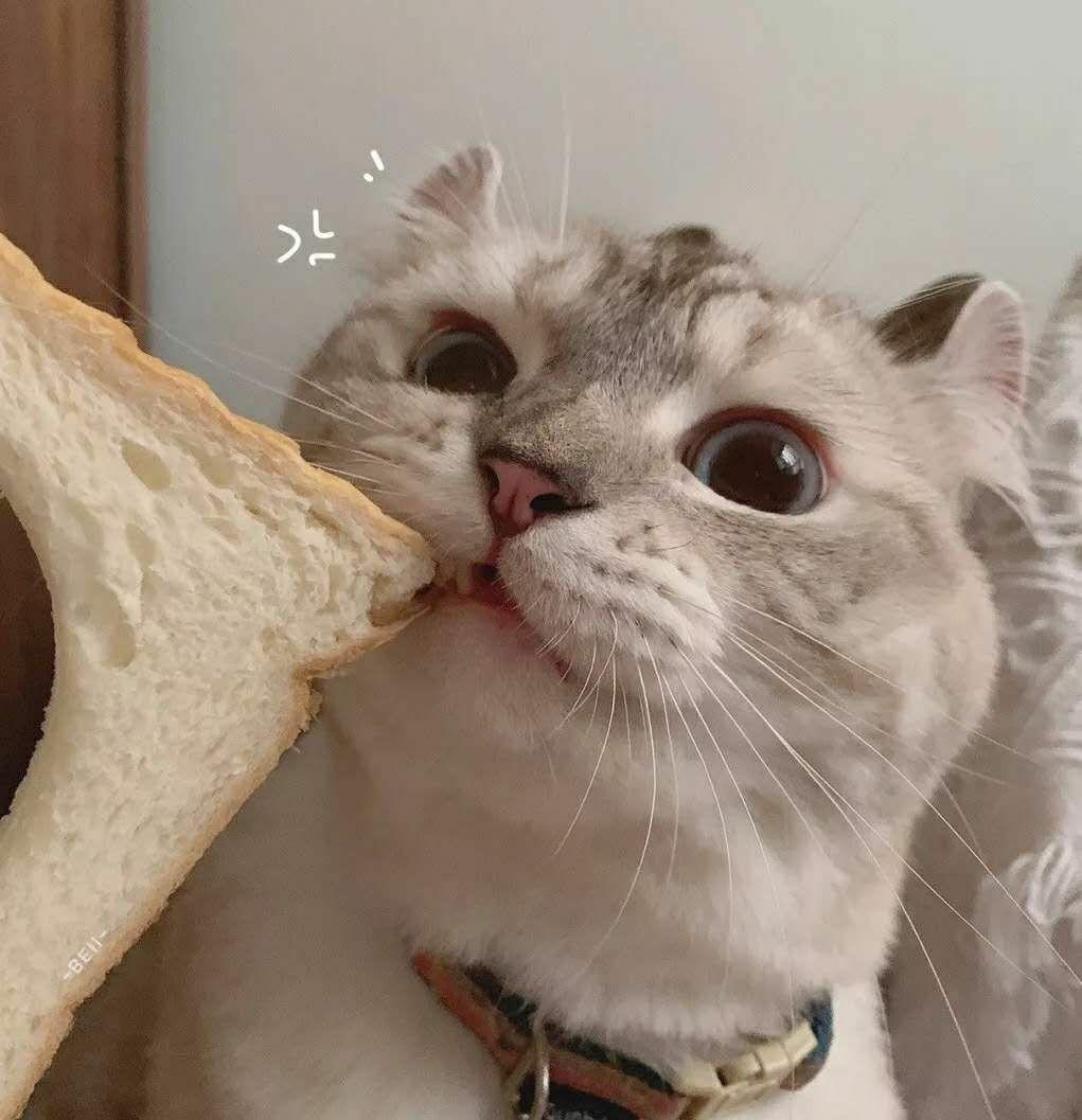 有那种憨憨的情侣头像吗