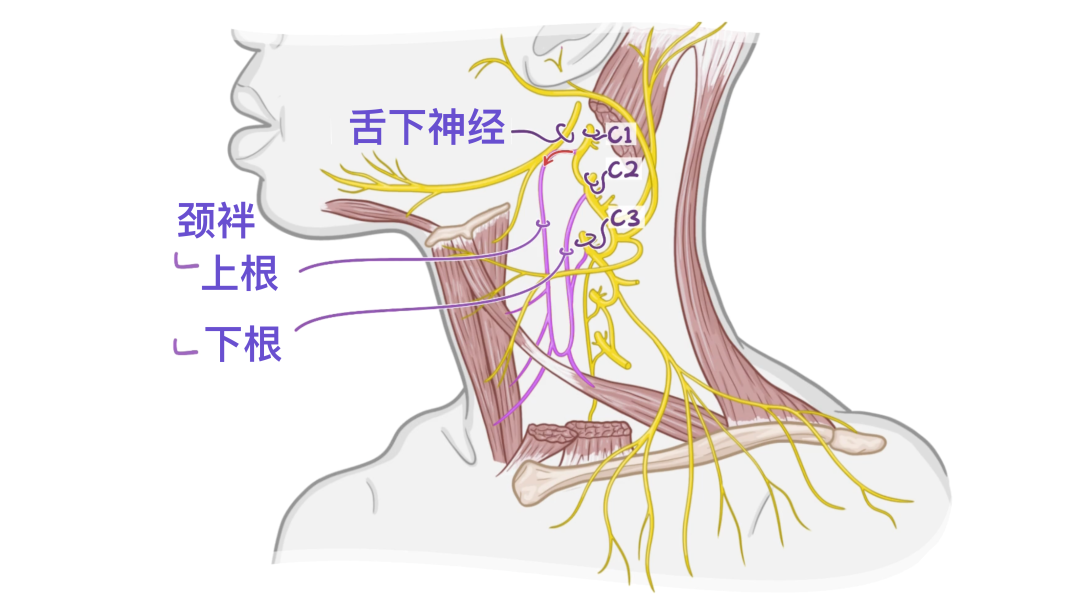 人体解剖学基础:颈丛 - 知乎