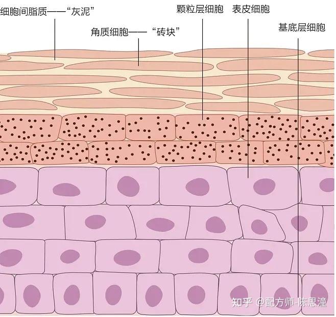 为什么脸上抹护肤品会有刺痛感? - 知乎