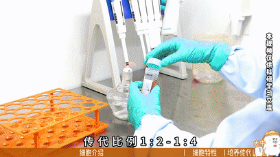 JIMT-1细胞培养,人乳腺癌细胞培养攻略 - 丰晖生物 - 知乎