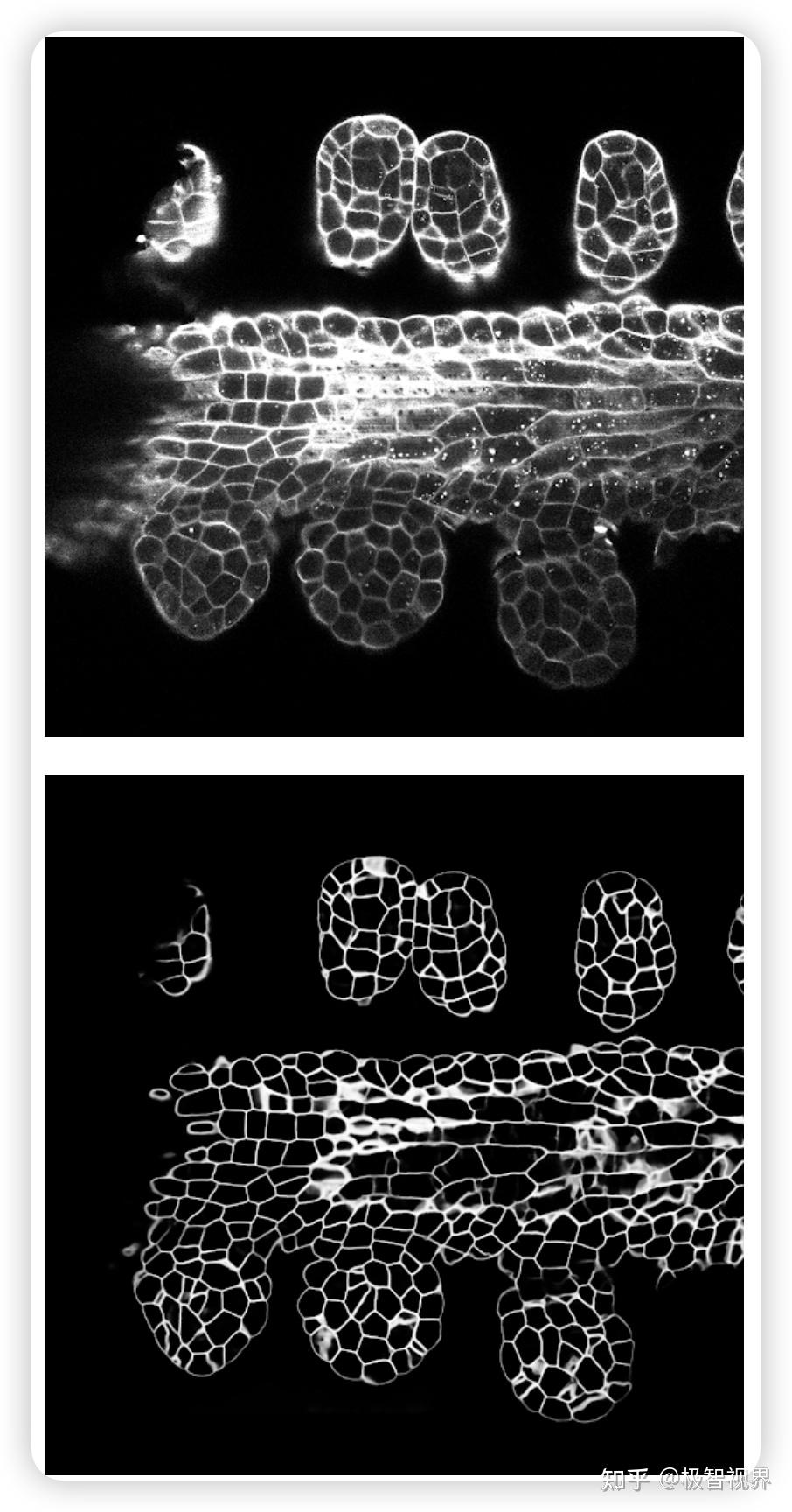 3d pytorch 3dunet 3d 