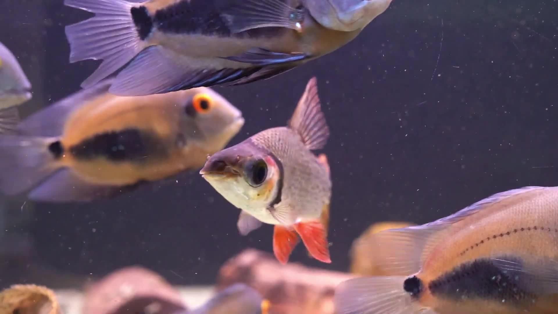 十种鱼缸清洁鱼,鱼缸清洁鱼,清洁鱼_大山谷图库
