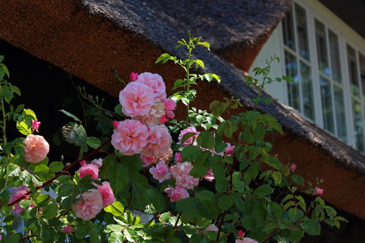 别墅居家栽什么树