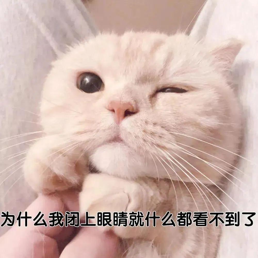 沙雕搞笑表情包合集有没有这一类的沙雕又可爱的表情包?