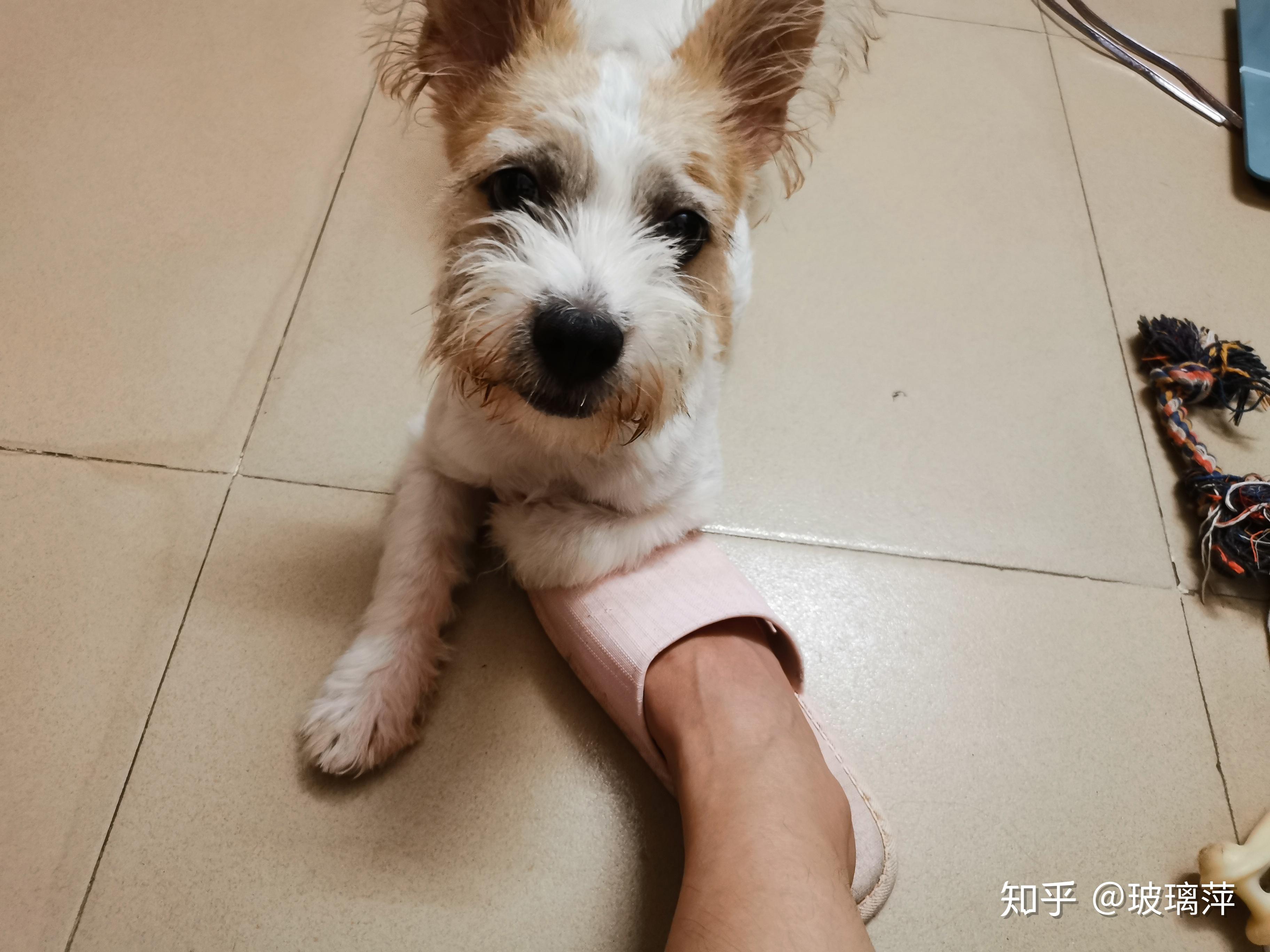 柯基和雪纳瑞的串什么样黄色的?