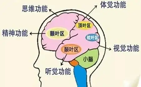 颞叶癫痫会导致癫痫患者的智商减退? - 知乎