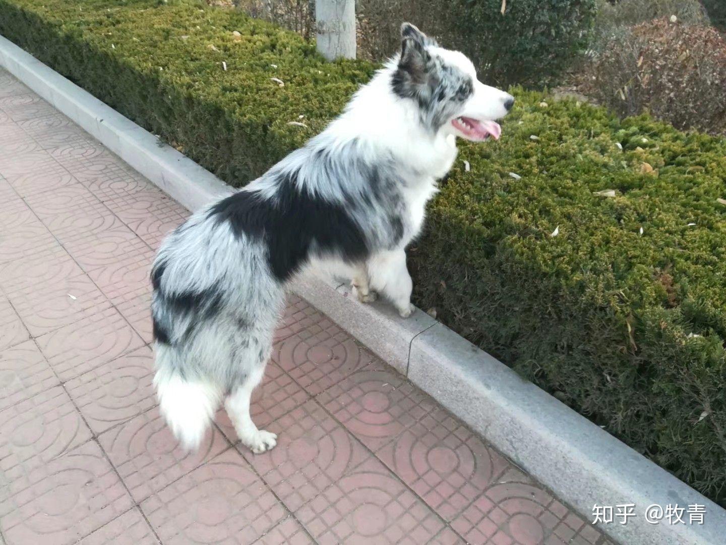 你认为陨石边牧是最帅气的狗吗