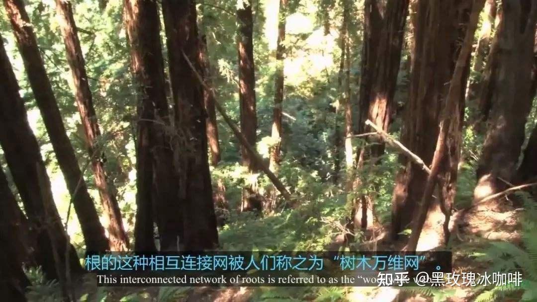为何《阿凡达》《魔戒》都钟情于树?探秘BBC摄影师的树上人生 - 知乎