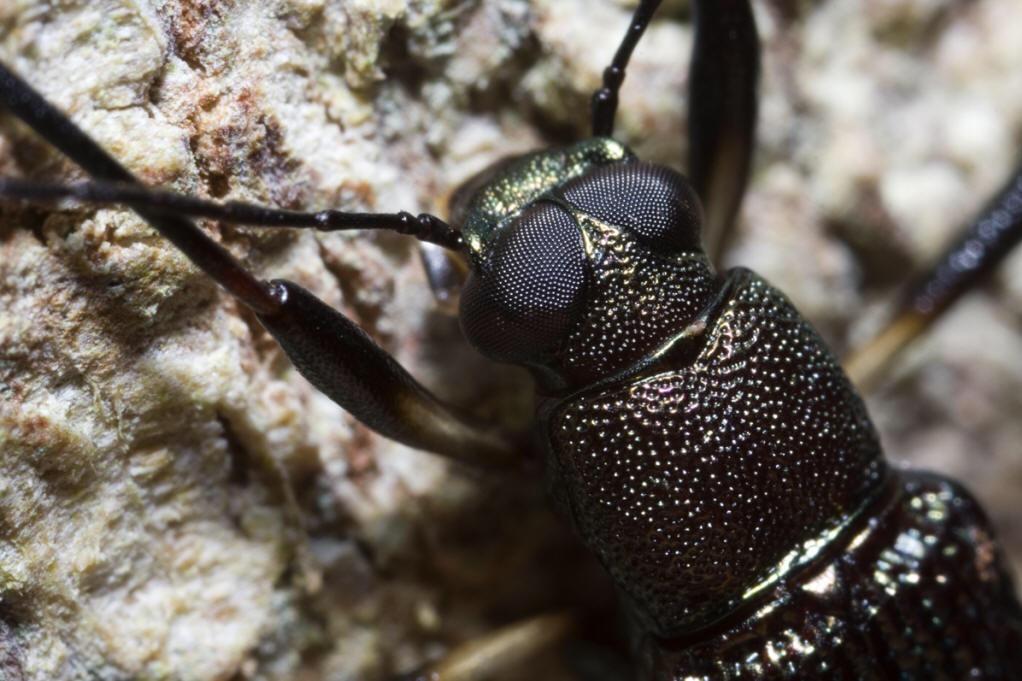 昆虫的背单眼具体有什么作用? - 知乎