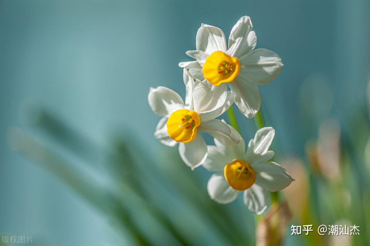 水仙花的花季在什么时候? - 知乎