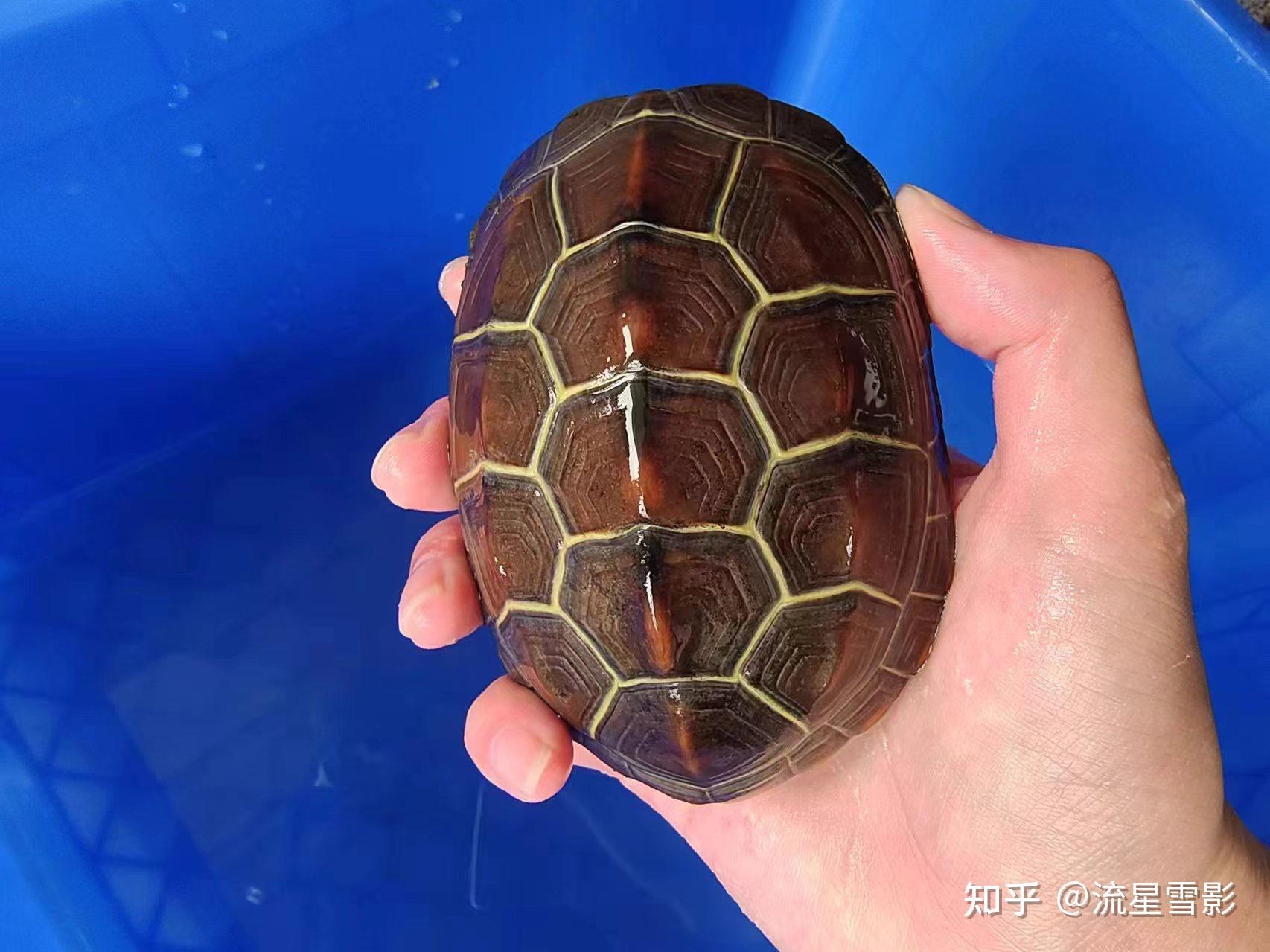 珍珠龟为什么是国龟的颜值担当