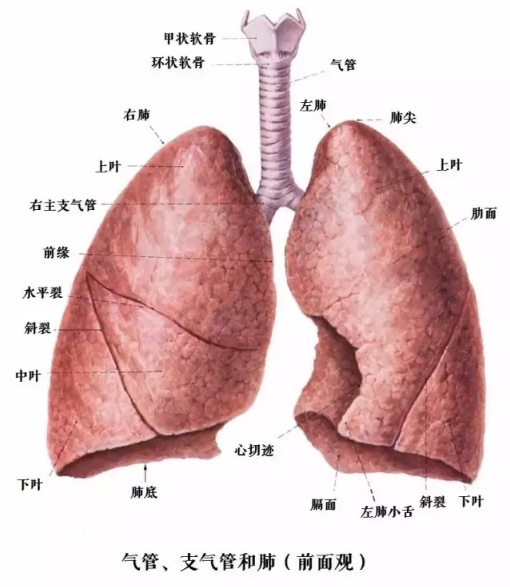 人体最重要的呼吸器官肺