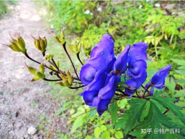 白山长白山十大特产有哪些 - 知乎