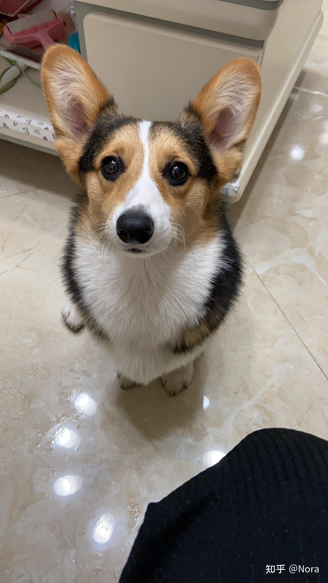 大家帮我看看这只三色柯基怎么样?