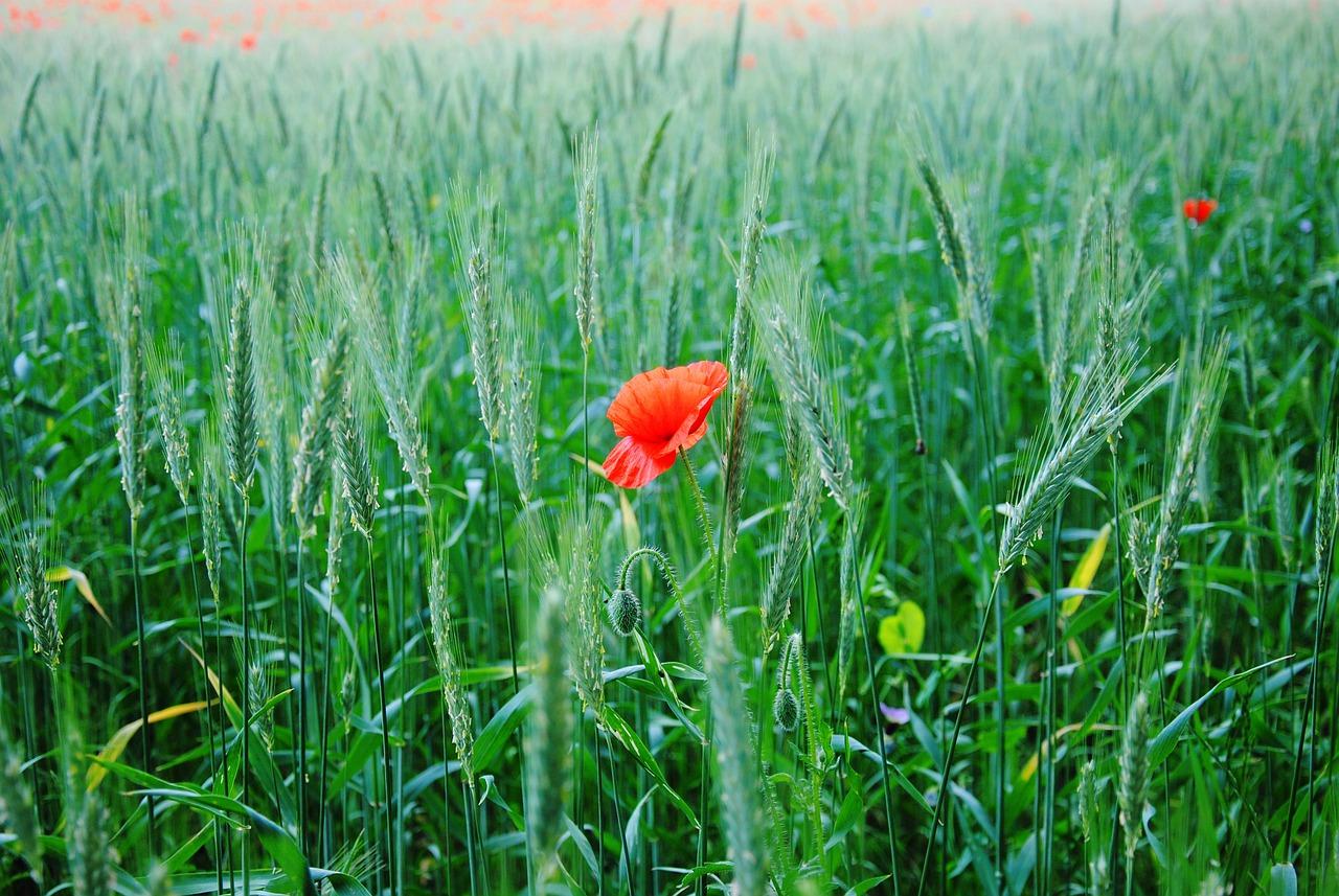 4. 狼毒花毒害预防