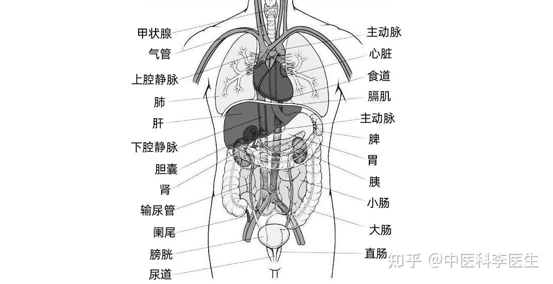 肾器官位置图片