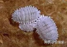 蚜虫害虫侵染- Pixabay上的免费照片