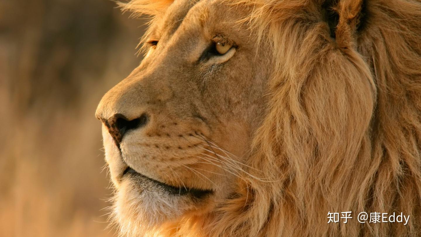 Seeking Alpha - 知乎