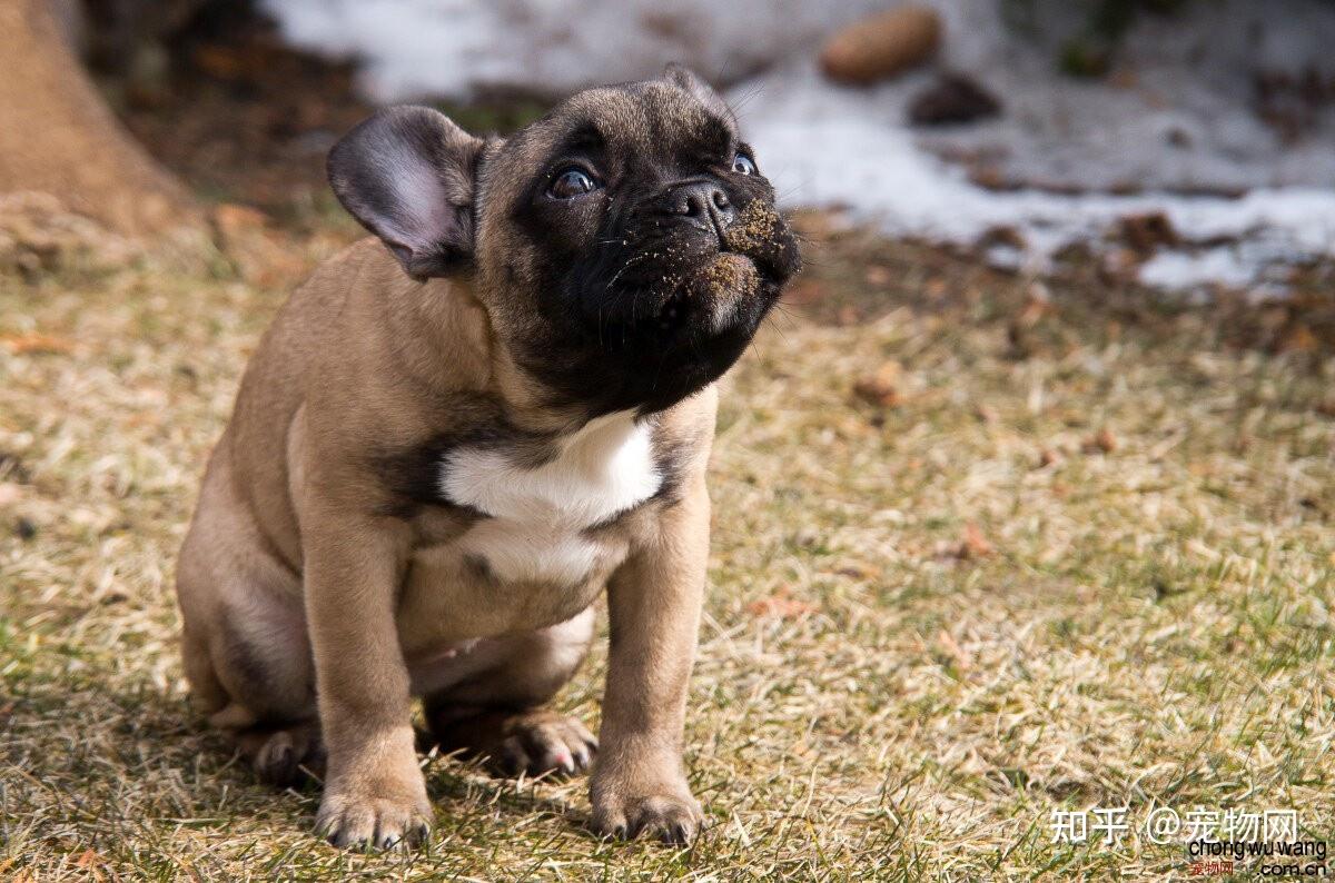 宠物狗图片大全小狗狗高清图片欣赏- 知乎