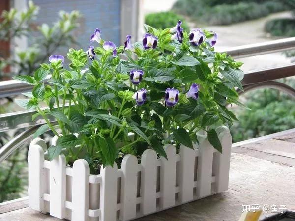 夏日花卉推荐:夏堇的鉴赏与栽培养护 - 知乎