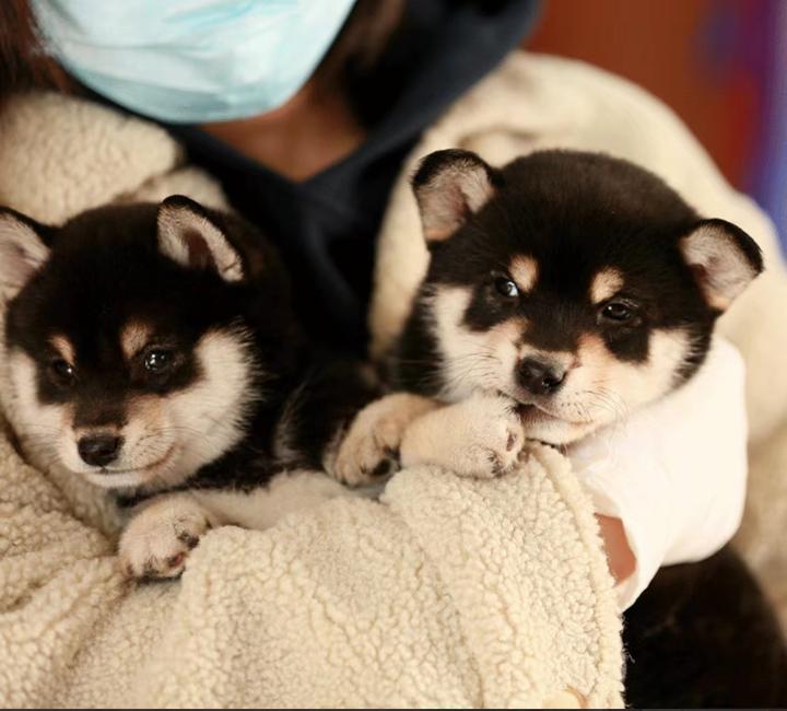 黑柴为啥比别的柴犬贵?柴犬价格到底多少钱? - 知乎