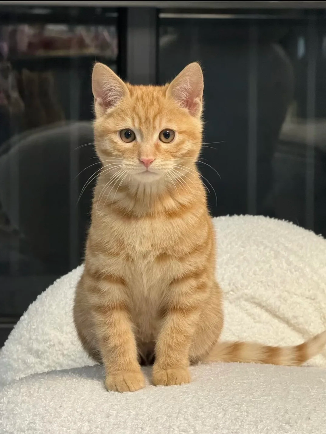 橘猫为什么胖?真的是天生的吗?