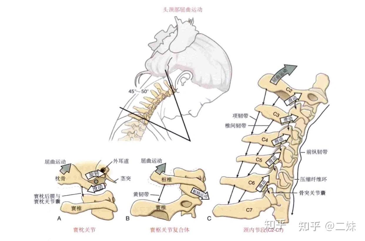 一天一点解剖学|颈椎之寰枢与寰枕 - 知乎