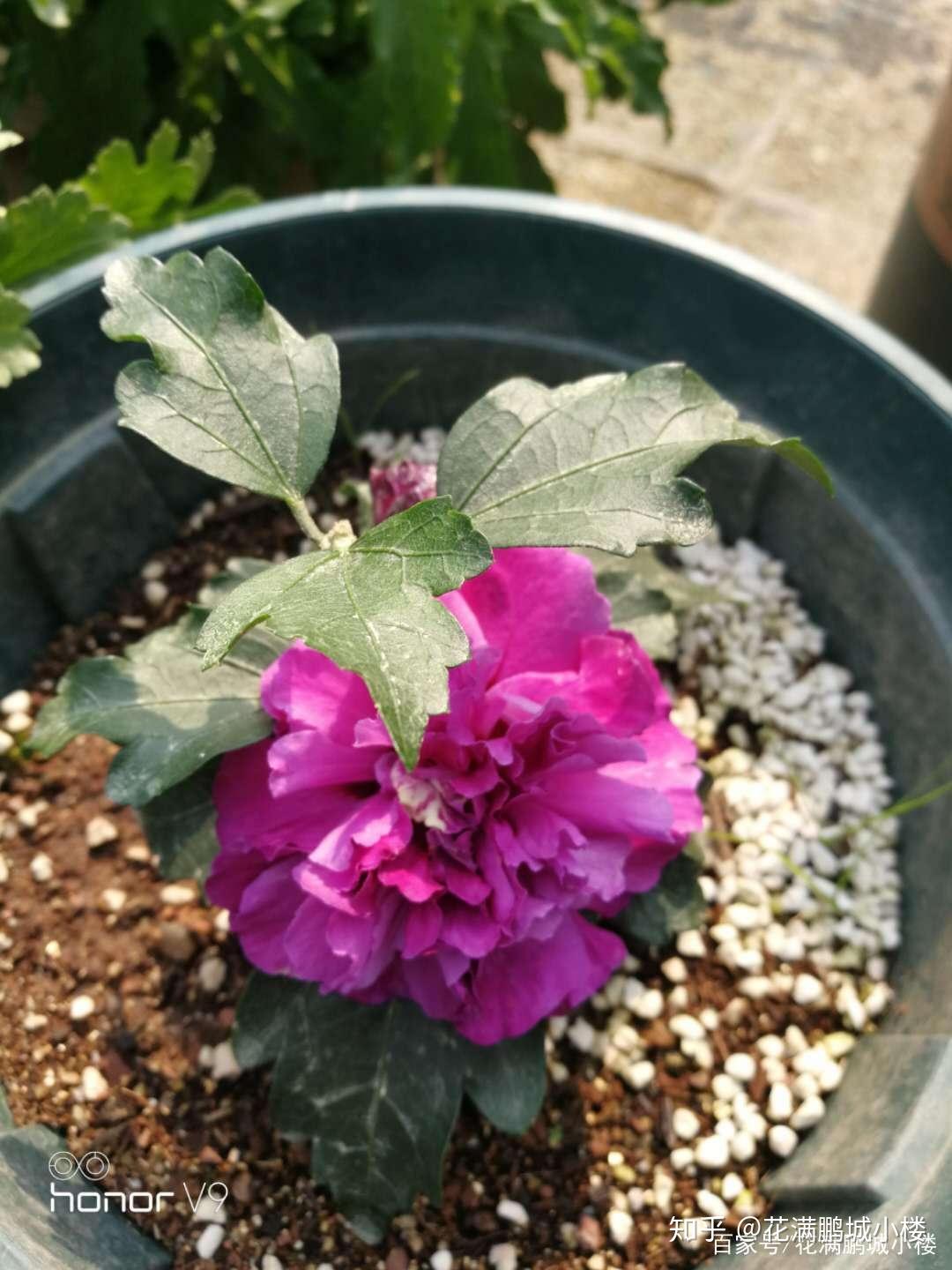 朱瑾花——花大艳丽又皮实耐晒- 知乎