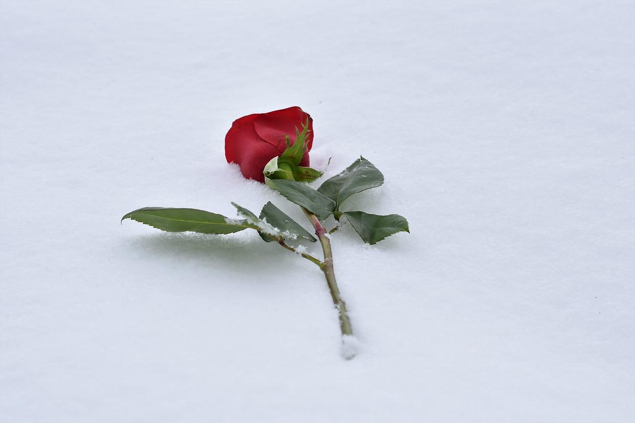 2. 花语长征配套全