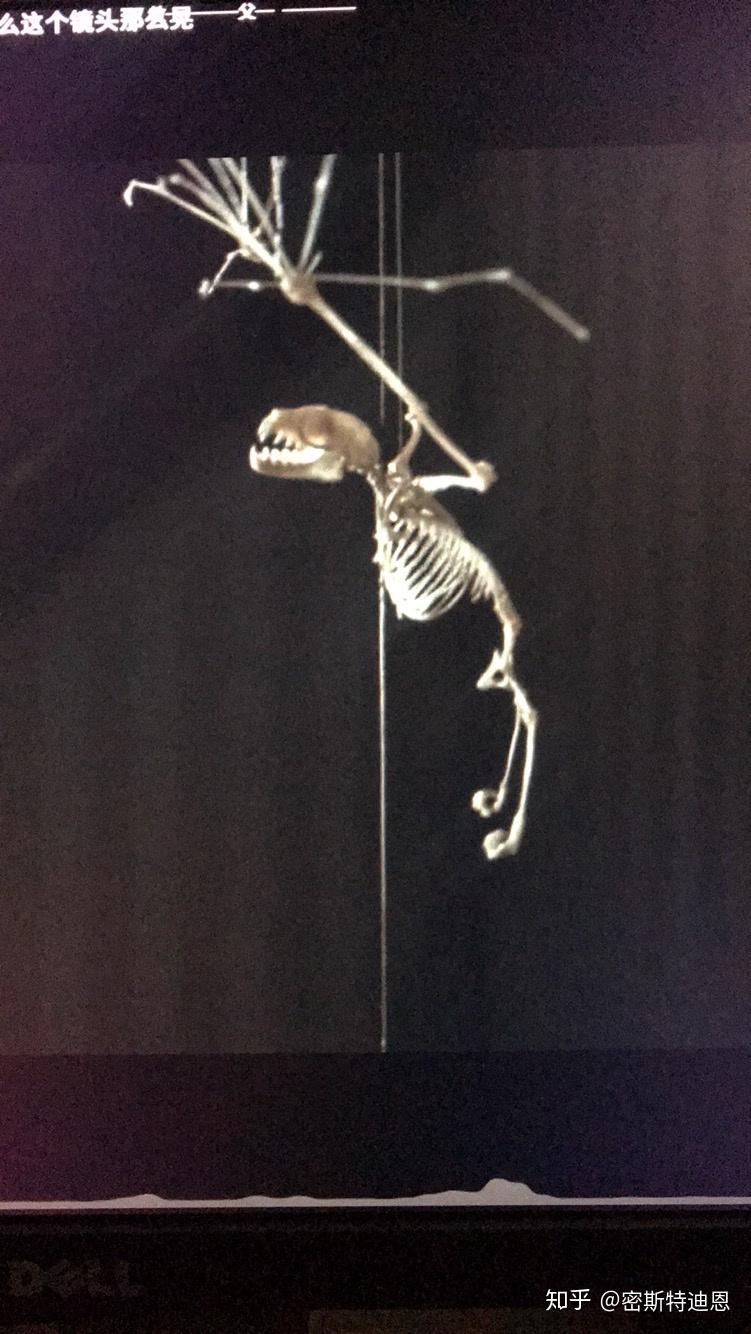 死亡圣器上42分49秒中小天狼星屋里的这个飞龙骨架哪里有卖特别想买