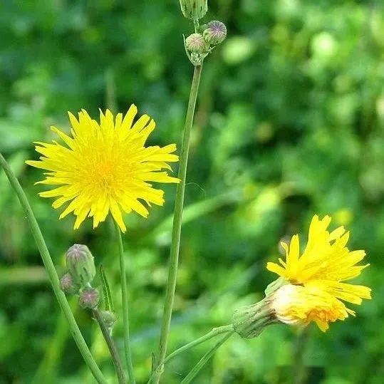 植物界全系列 菊科 舌状花亚科 三 山柳菊 知乎