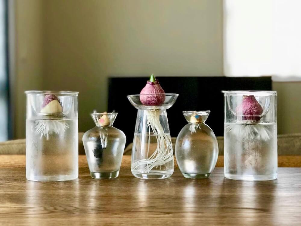 冬春时节在桌面水培养护风信子种球 养开花并不难 但有一个缺点 知乎