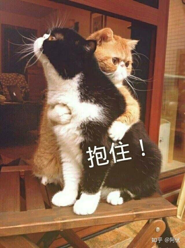 有什么可以回复抱我表情包的表情包