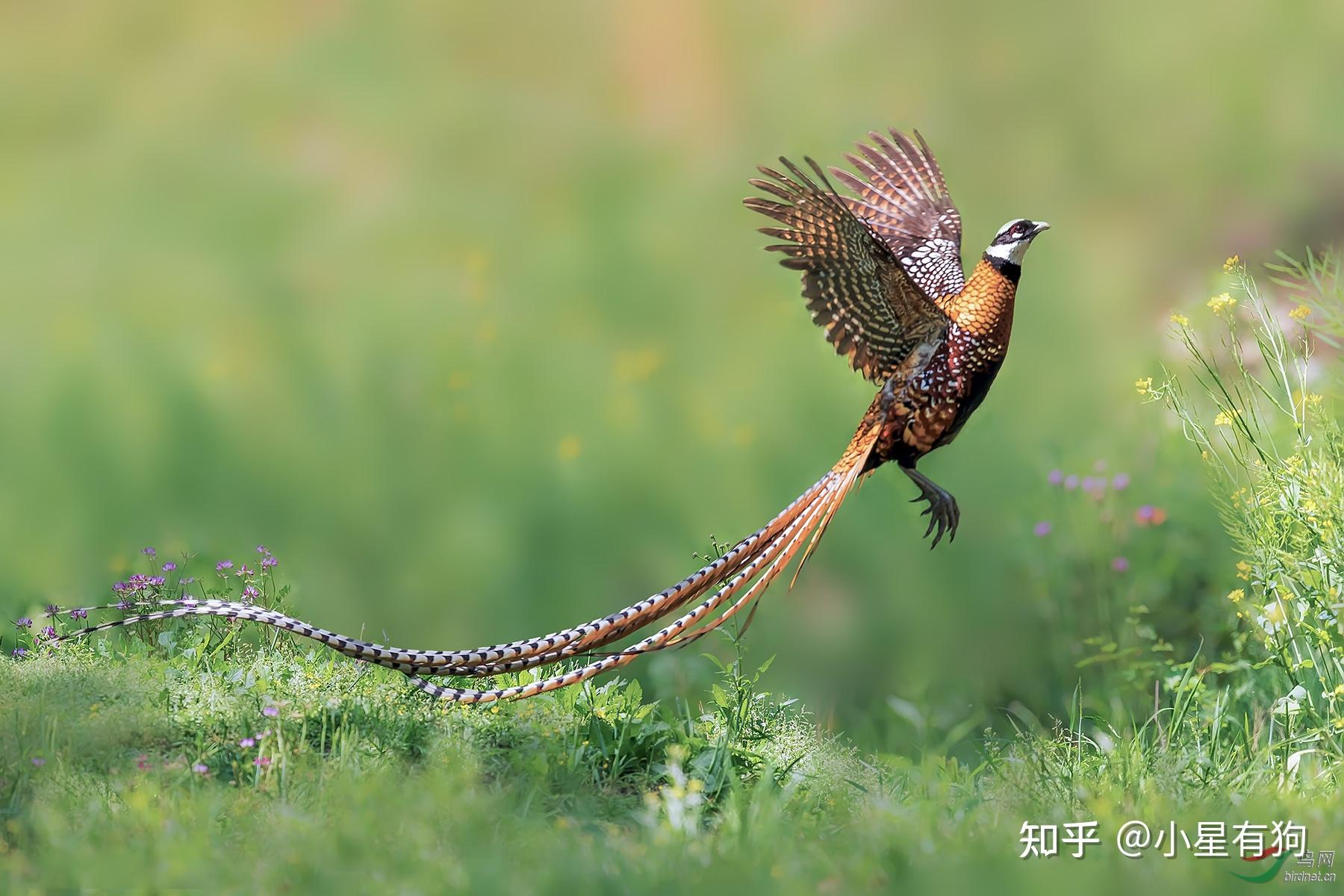 有哪些外表好看的鸟纲鸡形目鸟类动物? - 知乎