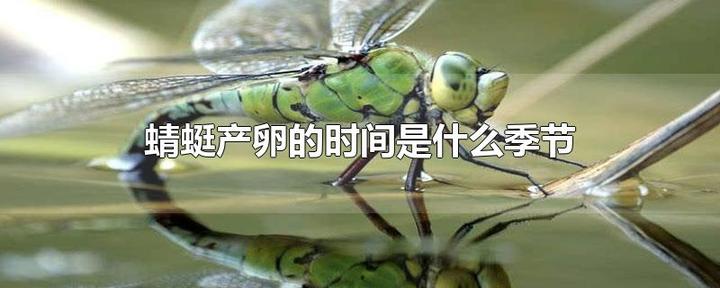 蜻蜓在什么季节产卵 知乎