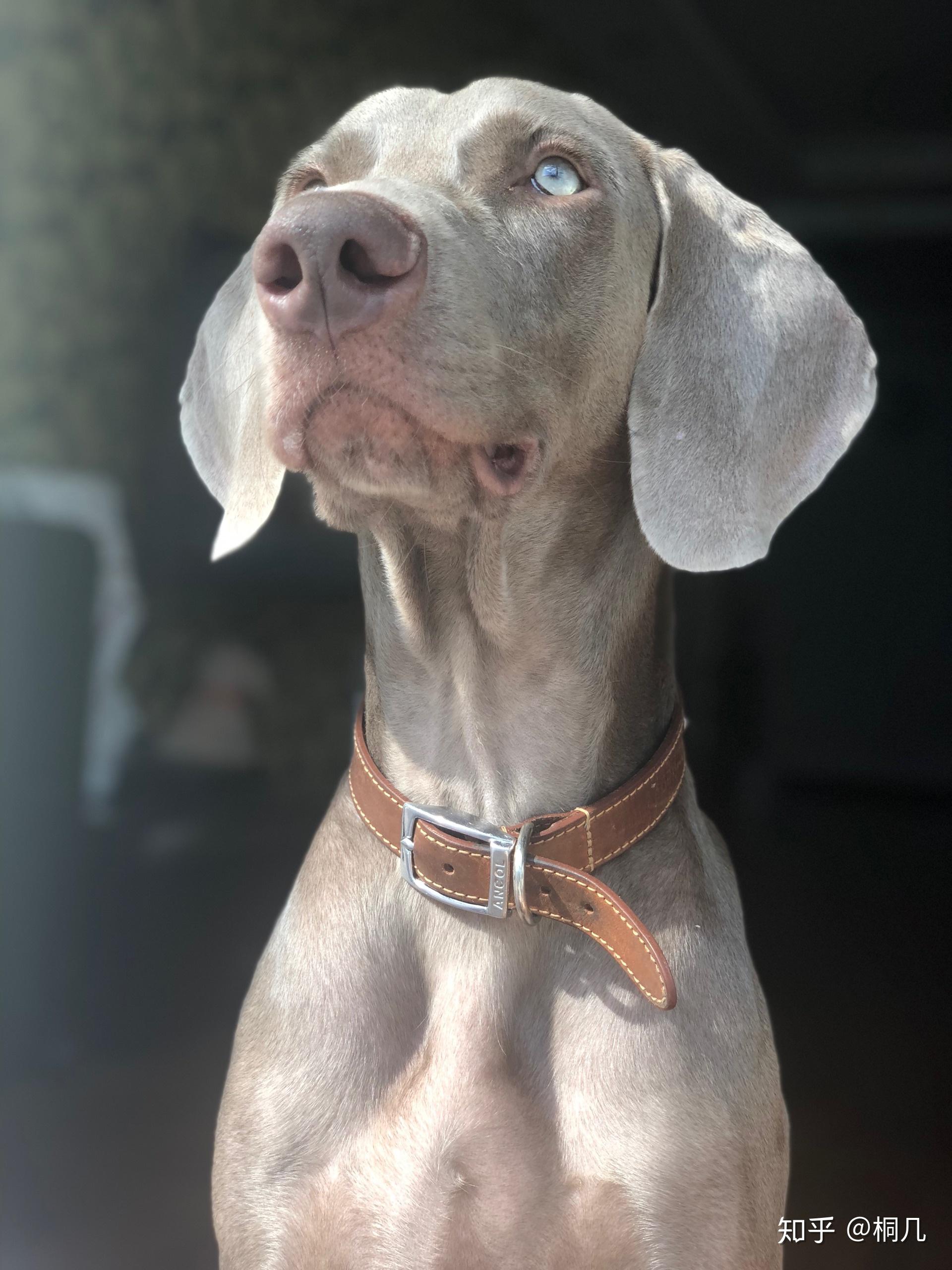 养魏玛犬是一种怎样的体验