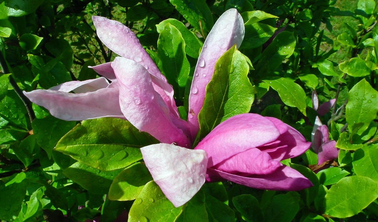 3. 白玉兰花冠形状