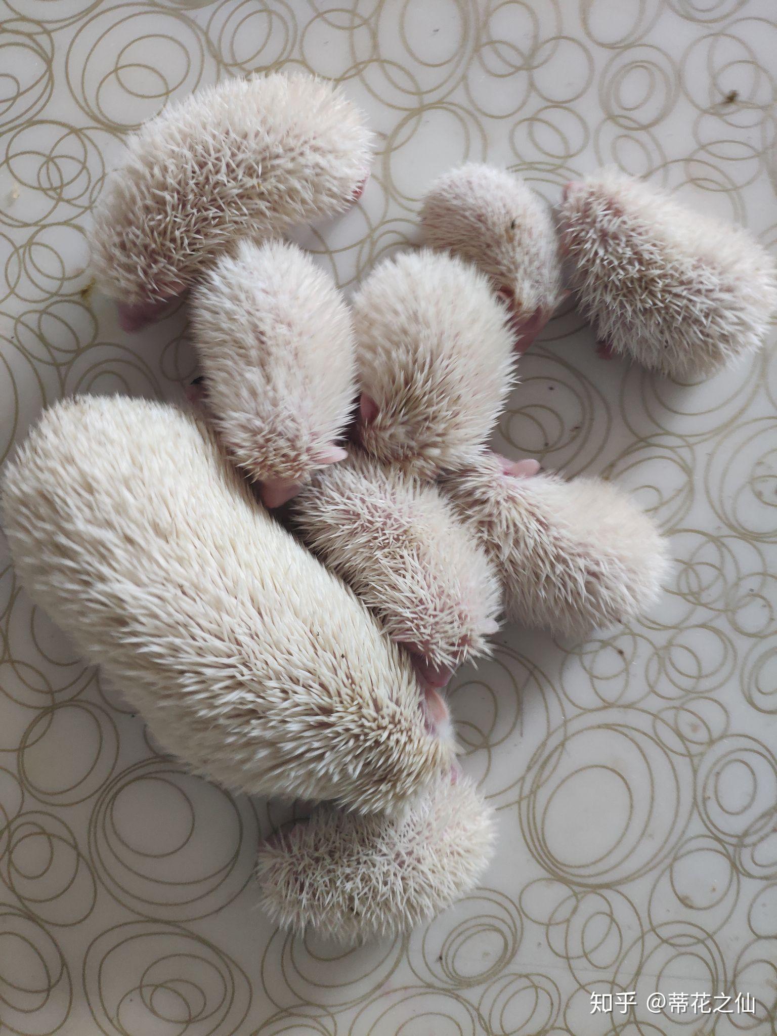 想问一下自己养的刺猬生了8只算什么水平大家的一般生几只