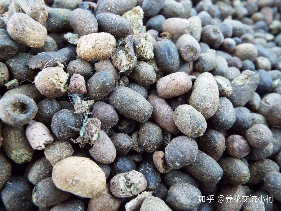 花友买羊粪肥买到工业废土,辨发酵羊粪真得多个心眼! - 知乎