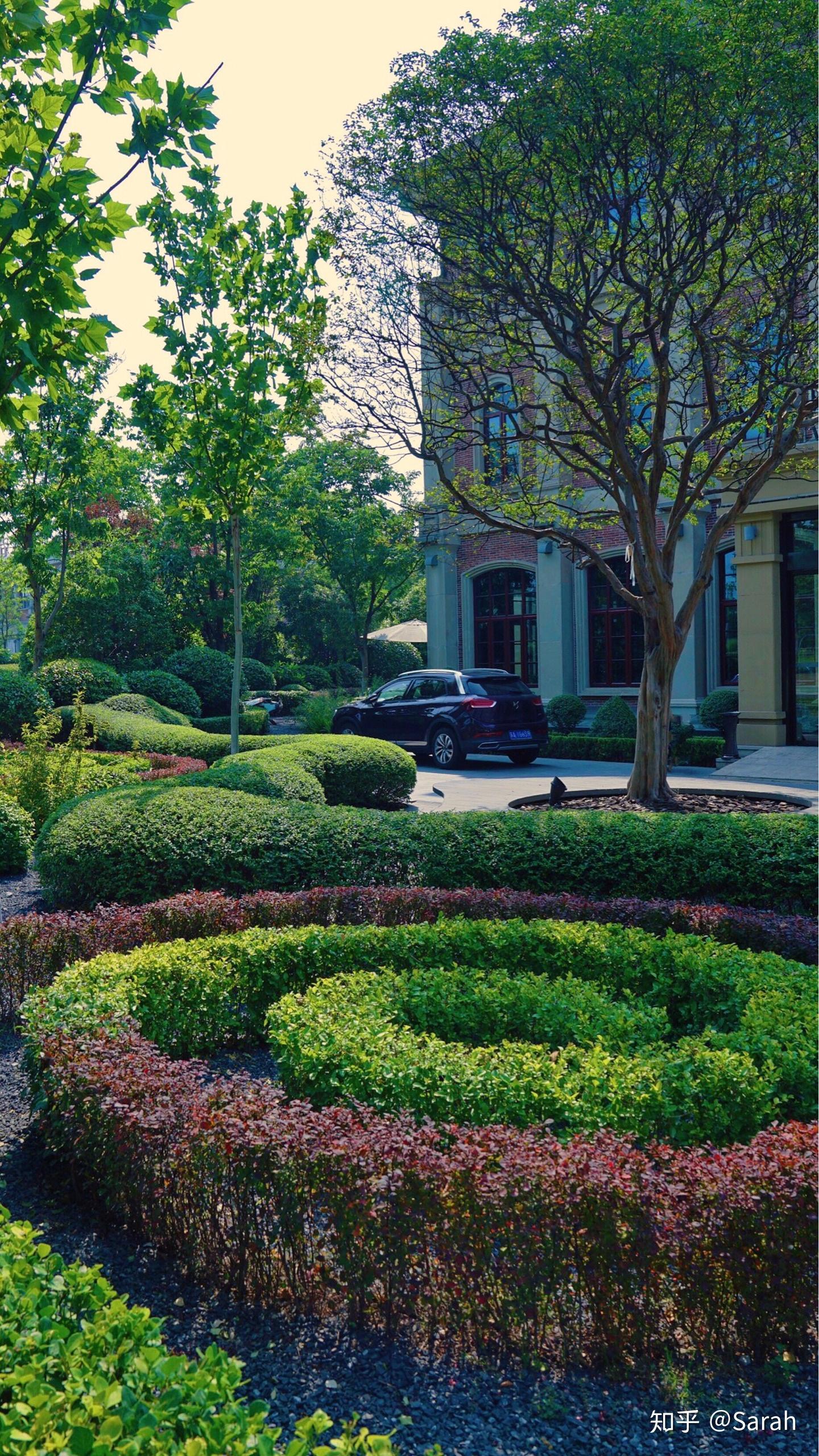 星级酒店大门口种了一排大树,树底下种什么绿植好活? - 知乎