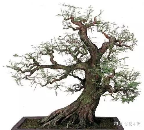 国家Ⅰ级濒危重点保护珍稀植物:水松 - 知乎
