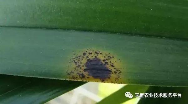 铁皮石斛苗种植方法图解