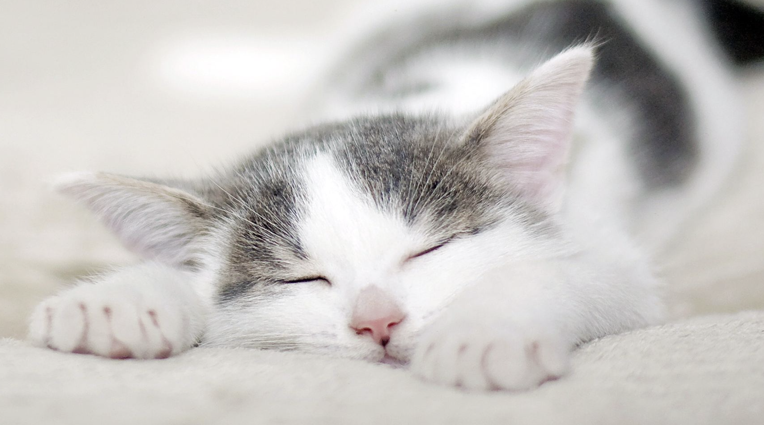 喵喵喵喵喵喵喵喵嗷呜睡睡 v2-e5938d7f4ea70f6d851ca3ddca990fed_r.jpg?source=172ae18b