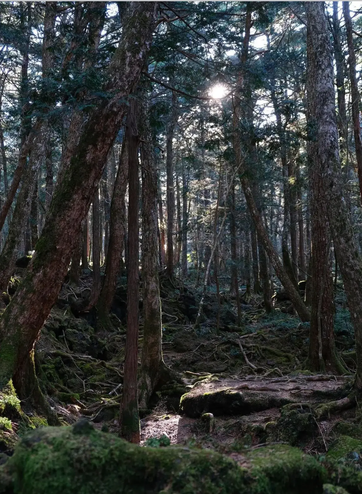 富士山怎么玩？带你花式解锁6种体验 - 知乎