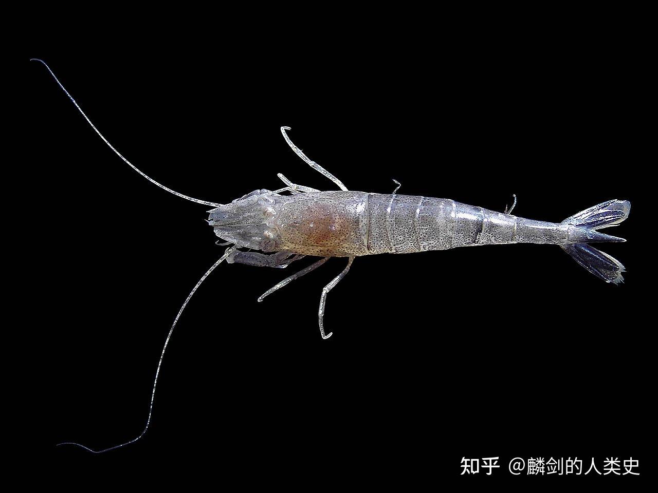 21种常见刺身虾,玻璃虾,海鳌虾刺身_大山谷图库