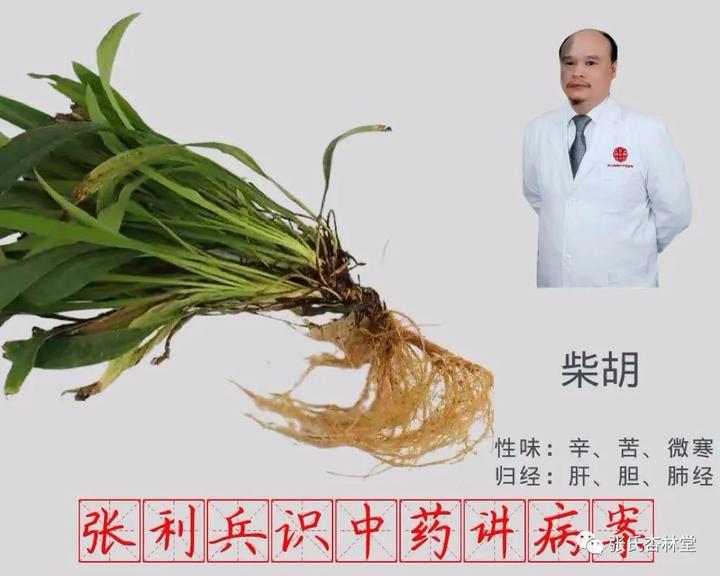 张利兵:“识中药讲病案” 第24讲之柴胡的临床应用 - 知乎