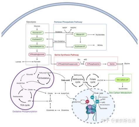 能量代谢的主要途径及应用 - 知乎