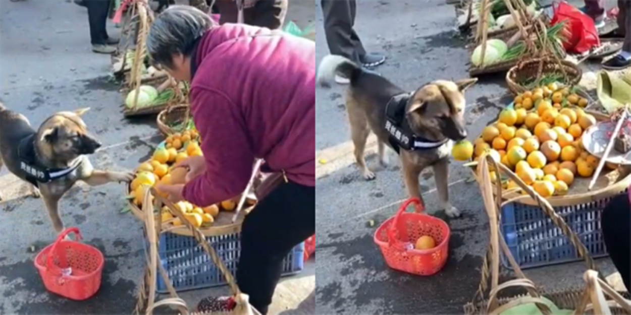 聪明狗狗每天咬着篮子上街买菜最后讨价还价的精明样让人爆笑